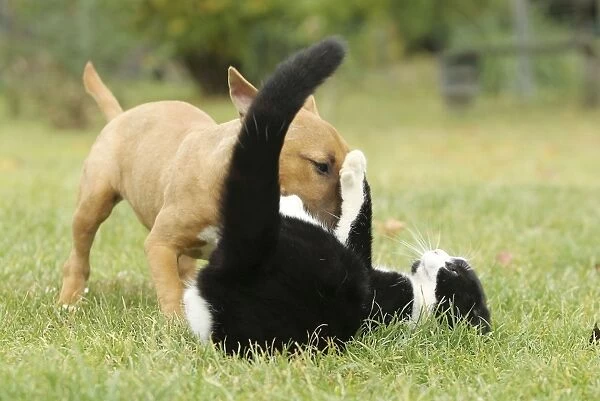 Dog - Miniature Bull Terrier - playing with Black & White Cat