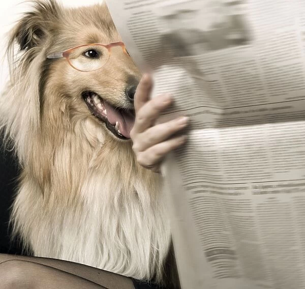 Dog - Rough Collie reading newspaper