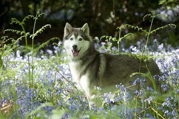 DOG - Siberian husky standing in bluebells