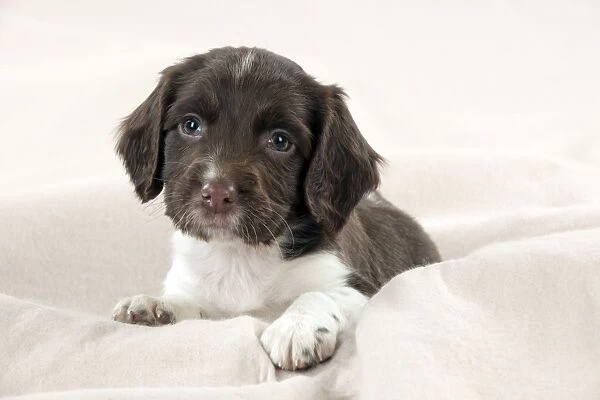 DOG - Springer Spaniel puppies laying on a blanket