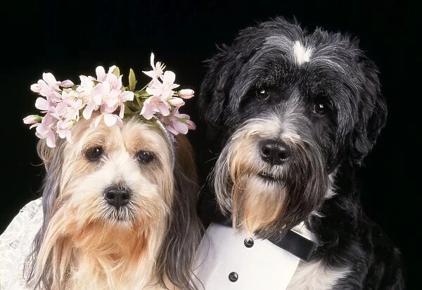 Dog - wedding