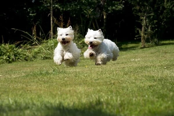 DOG - West highland white terriers running in garden