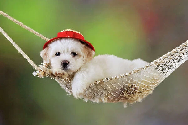 Dog. White teddy bear puppy in a hammock wearing red hat