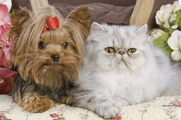 Dog - Yorkshire Terrier with Persian cat on floral fabric