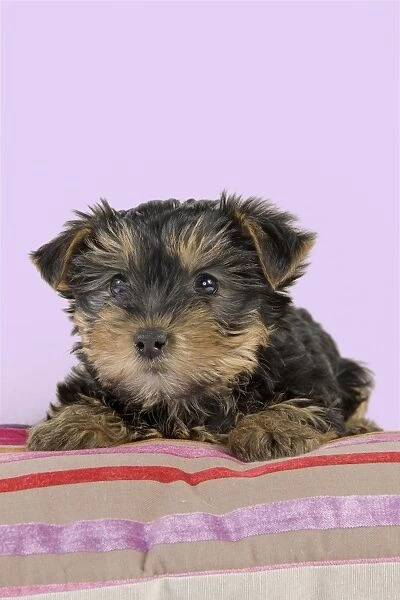 Dog - Yorkshire Terrier puppy - on cushion Manipulation: Background colour changed from white