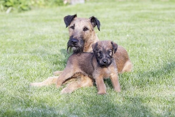 Dogs - Westfalia  /  Westfalen Terrier - puppy with its father on garden lawn, Lower Saxony, Germany