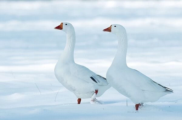 Domectic Geese Two in snow
