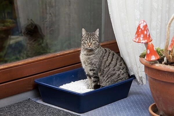 Domestic Cat - sitting in litter tray in house - Lower Saxony - Germany