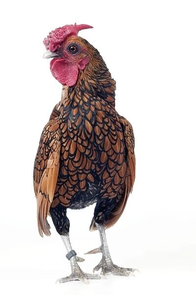 Domestic Chicken “Gilded Sebright” breed