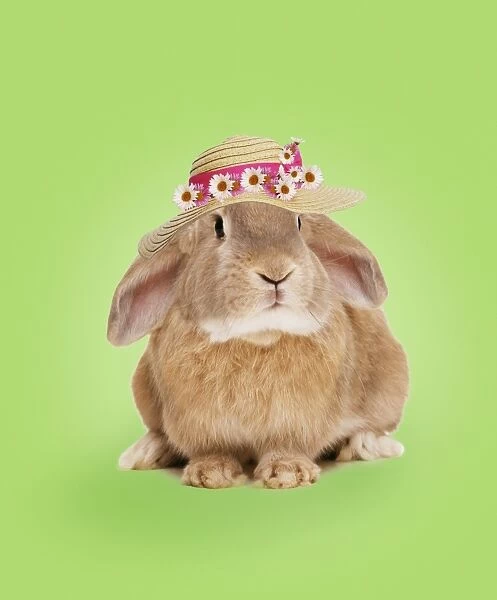 Domestic Rabbit - wearing straw hat with daisies. Digital Manipulation: colour background, hat & daisies (SU)