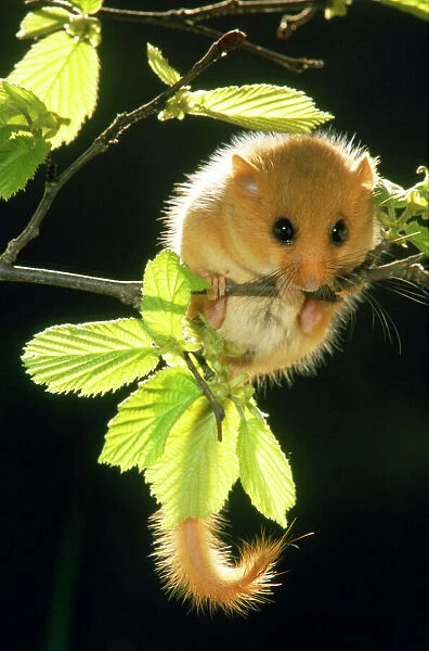 Dormouse. ME-36. Common  /  Hazel DORMOUSE - hanging from branch amongst leaves