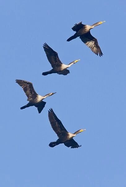 Double-crested Cormorants - in flight - California - United States