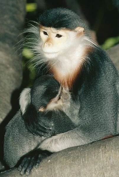Douc Langer Monkey KEL 1027 Mother & Baby. Rainforests Vietnam, Laos. Endangered. Pygathrix nemaeus © Ken Lucas  /  ARDEA LONDON