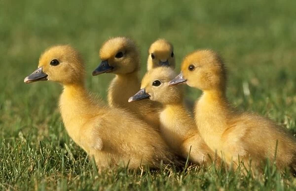 Ducklings. WAT-4911. DUCK - domestic ducklings - x five in grass