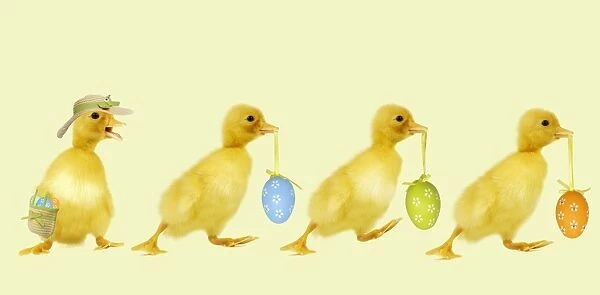 Ducklings - carrying easter eggs - one wearing a straw hat Digital Maipulation: ducklings LA - eggs hat & bag Su