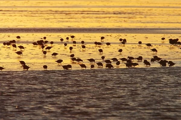 Dunlin - flock feeding on mudflats at dawn, autumn, Holy Island Wildfowl Reserve, Northumberland, England