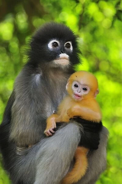 Dusky Leaf Monkey  /  Spectacled Langur  /  Spectacled Leaf Monkey - mother with baby - Khao Sam Roi Yot National Park - Thailand