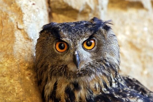Eagle Owl Ordre : Strigiformes Famille : Strigides