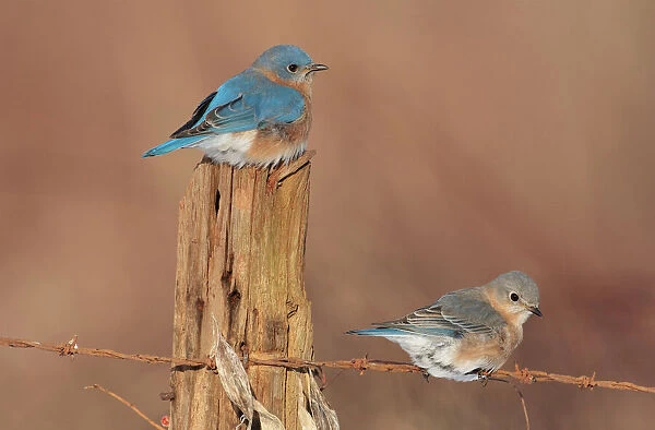 Eastern Bluebird - male and female in winter. Connecticut in January. USA