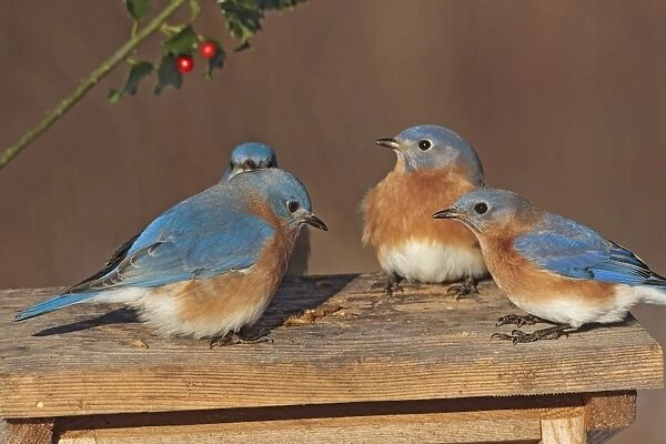 Eastern Bluebird - males at bluebird feeder. January in Connecticut, USA
