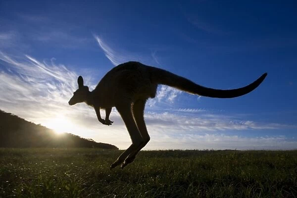 Eastern Grey Kangaroo - wide angle shot of an adult jumping in kangaroo style on its powerful hind legs into the rising sun - Murrammang National Park, New South Wales, Australia