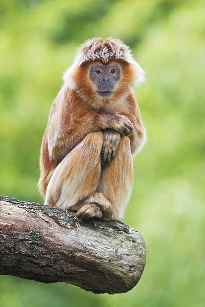 Ebony Leaf Monkey  /  Javan Langur - animal resting, distribution - Java, Indonesia