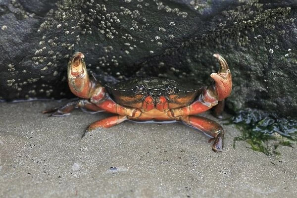 Edible Crab - in the defence position on seashore, Northumberland National Park, England