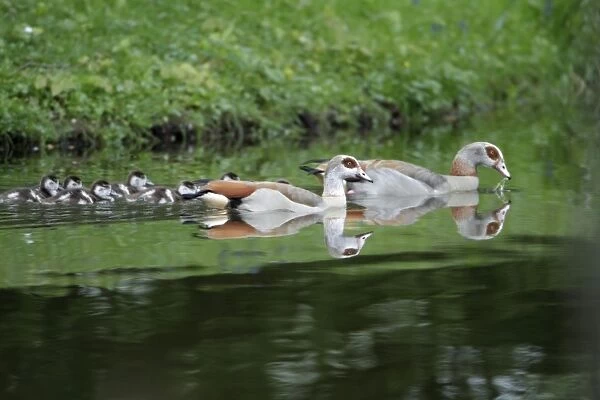 Egyptian Goose - parents with goslings on lake - Hessen - Germany