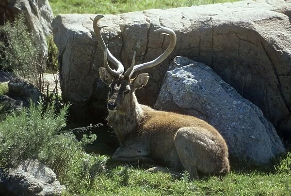 Eld's Deer  / Brow-antlered Deer  /  Thamin - male, lying down