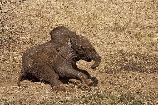 Elephant - baby covered in mud rolling on ground - Mashatu Game Reserve - Botswana