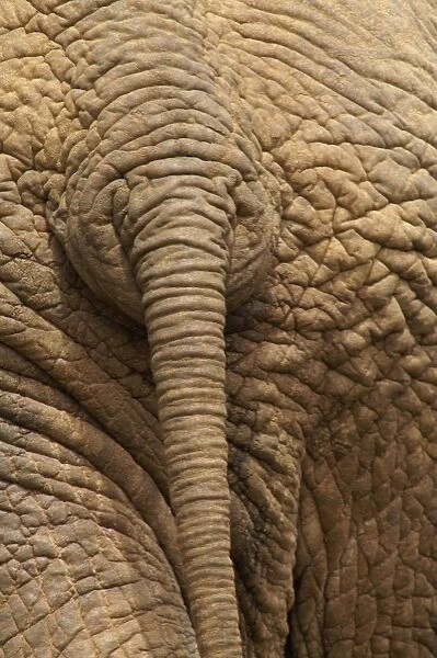 Elephant - Close up rear view of African Elephant showing closely spaced tail rings and skin texture, Addo Elephant National Park, Eastern Cape, South Africa