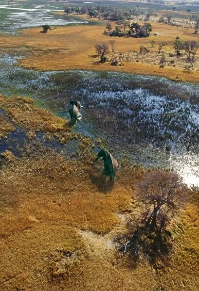 Elephants - aerial view CRH 911 M Crossing flooded plain Okavango, Botswana Loxodonta africana © Chris Harvey  /  ardea. com