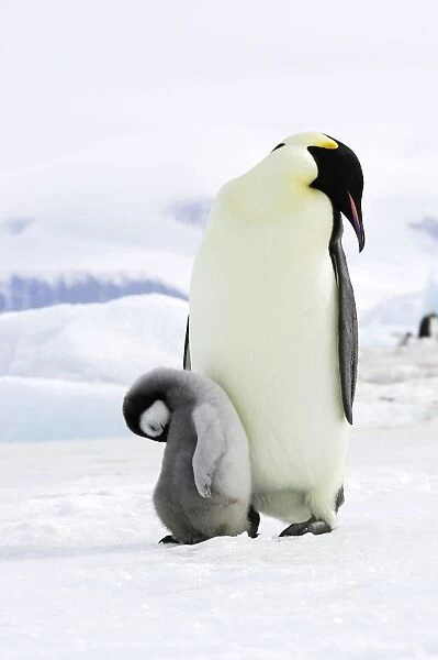 Emperor Penguin - adult and chick sleeping. Snow hill island - Antarctica