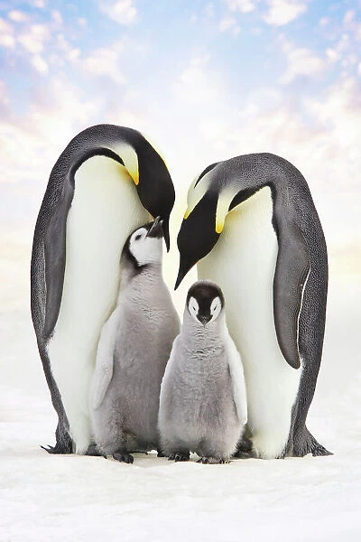 Emperor Penguin - two adults with two chicks. Snow hill island - Antarctica Cleaned background, added sky