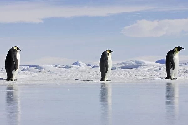 Emperor Penguin - three adults walking across ice. Snow hill island - Antarctica