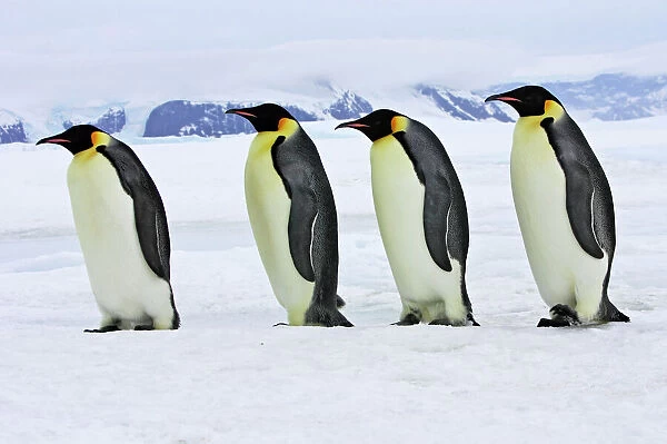 Emperor Penguin - four adults walking across ice. Snow hill island - Antarctica