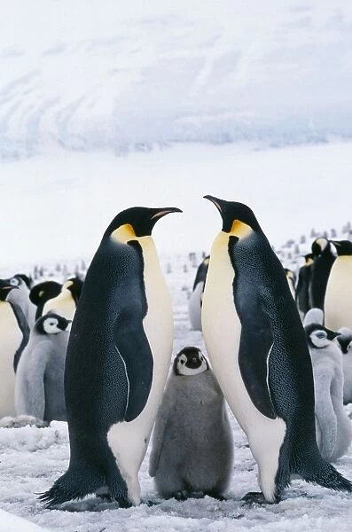 Emperor Penguin With chick