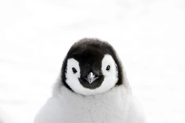 Emperor Penguin - close-up of chick. Snow hill island - Antarctica