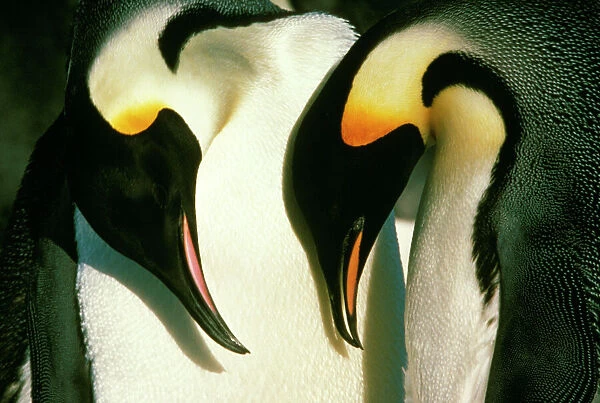 Emperor Penguin - mutual bow Antarctica GRB00977