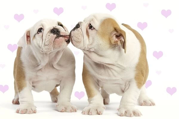 English Bulldog - two puppies kissing Digital Manipulation: hearts to background