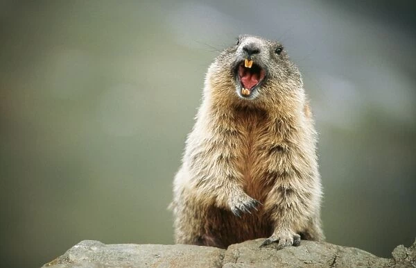 European  /  Alpine Marmot USH 163 Calling out danger signal Marmota marmota © Duncan Usher  /  ARDEA LONDON