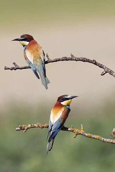 European Bee-eaters - summer - Spain