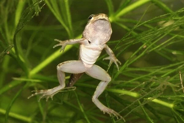 European Common Frog - between tadpole and frog - Switzerland