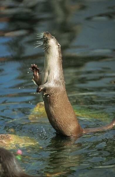 European Otter - standing in water