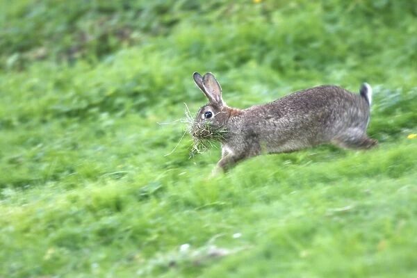 European Rabbit - running with food in mouth