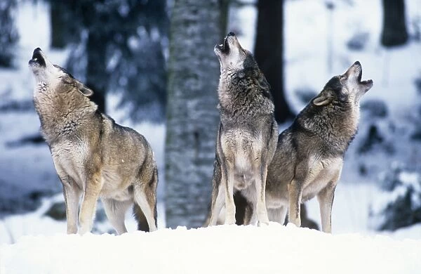 European Wolf - howling, social contact  /  behaviour