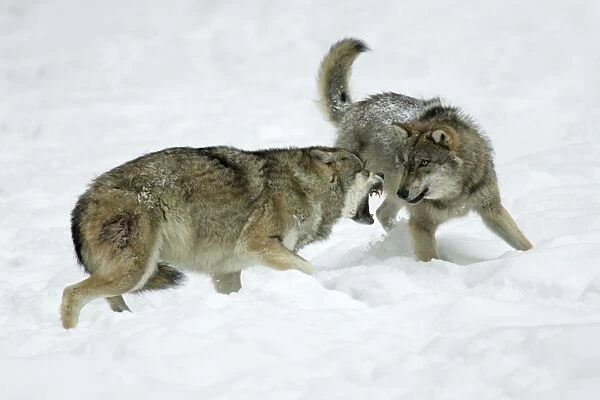European Wolf - young wolf confronting rank weakest animal, pack dispute Bavaria, Germany