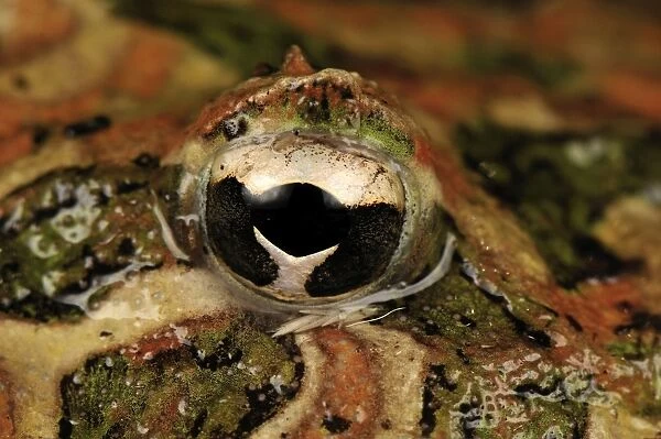 eye of Ornate Horned Frog Argentinean Horned Frog - Argentina