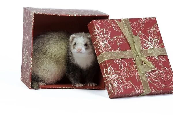 Ferret - sable colouration - in studio hiding in a present box