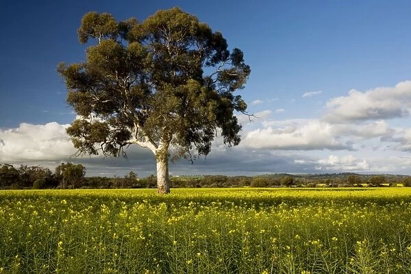 Field of Rape  /  Canola - in flower, with Eucalyptus tree; near York, south-west Australia